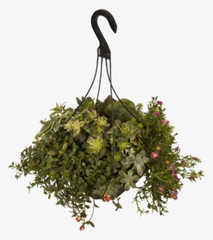 13"hanging Basket, Vacation Survivor - Christmas Tree #2624675