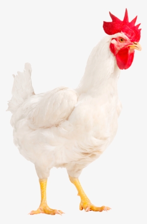 Hubbard Conventional M22-no Background - Hubbards Chicken #2624837