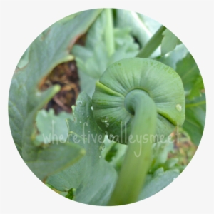 Their Seeds Make A Delicious Topping On Bread, Apparently - Sawfly #2625228