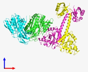 Pdb 4lry Coloured By Chain And Viewed From The Front #2625275