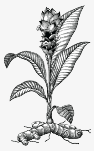 Over The Centuries The “golden Spice” Found Its Way - Tumeric Botanical #2625278