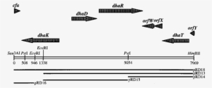Schematic Map Of The Cloned Chromosomal Dna Region - Diagram #2625328