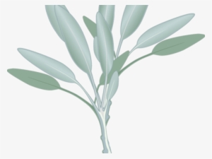 Eucalyptus Clipart Sage Leaves - Eucalyptus Clipart Transparent #2625349