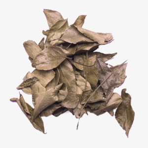 Share This With Someone - Maple Leaf #2625351