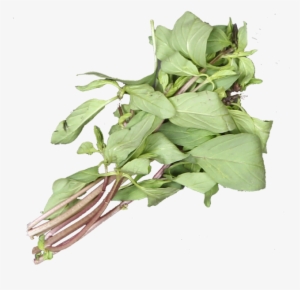 1 Bunch - Sorrel #2625352