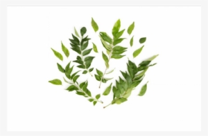 Curry Leaves 250g - Floral Design #2625390