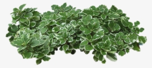 Zielono I Wiosennie - Parterre De Fleur Png #2625497