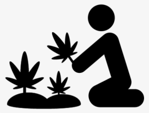 Marijuana Plants Vector - Marihuana Icono Png #2625623