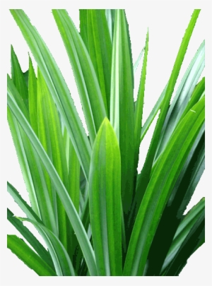 - - - - C - R - Exports - - - - - Rampe Leaf Sri Lanka #2625627