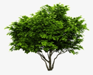 Cutout Plant Shrub K A Post Production - Acer Tree Png #2625793