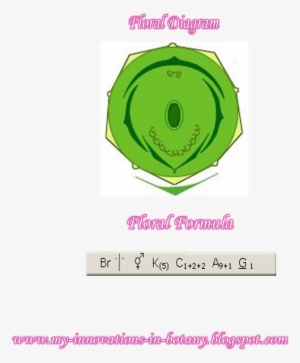 Commonly Called Dhak Or Chachera Used As An Ornamental - Floral Diagram #2625811