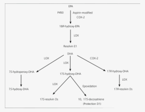 4 Metabolic Pathways For The Conversion Of Eicosapentaenoic - Resolvin #2625867