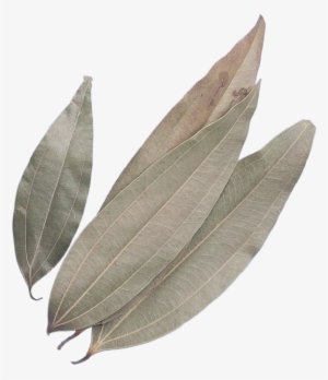 Indian Bay Leaf #2625903