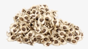 Edible Moringa Seeds - Moringa Oleifera Seeds #2626190