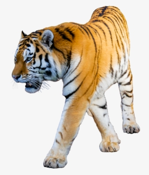 Tiger White Background - Tiger With White Background #2629160