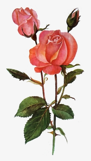 Rose Rosesarered Red Flower Transparent Art Freetoedit - Good Morning #2629830