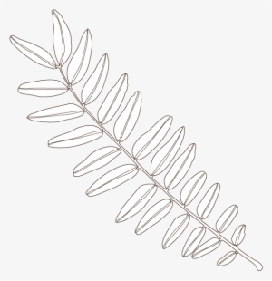 Honeylocust Leaf - Honey Locust #2629975