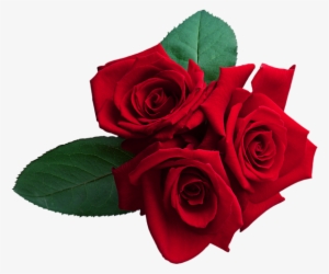 Red Roses Png Clipart Image - Rosa Roja En Png #2631369