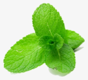 Mintleaves1-600x600 - Podina Png #2631720