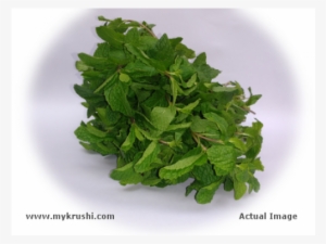 Pudina - Parsley #2632029