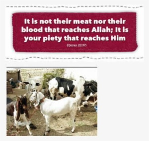 Quran Verse About Qurbani #2632506