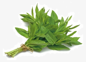 Great Mint With Mint - Transparent Mint Plant #2632576
