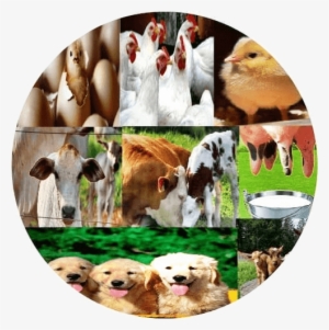 Free Veterinary Books - Cattle Medicine Book #2633252