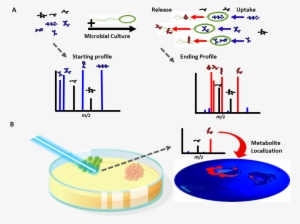 Figure 1 Exometabolomics Summary 121514 3 - Maldi Imaging Bacterial Interaction #2637249