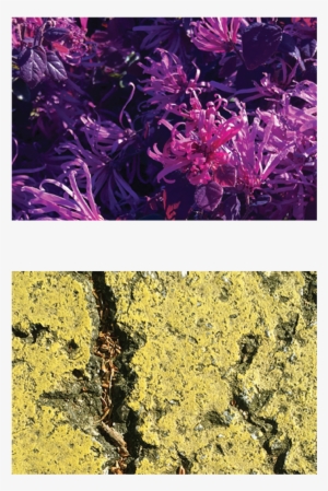 Spider Lilies Asphalt Paint Stripe - Paint #2638291