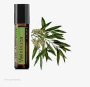 Tea Tree Touch Doterra #2639052