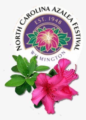 Jpg Freeuse Stock Azalea Drawing Flower South Carolina - Azalea Festival Wilmington Nc #2639259