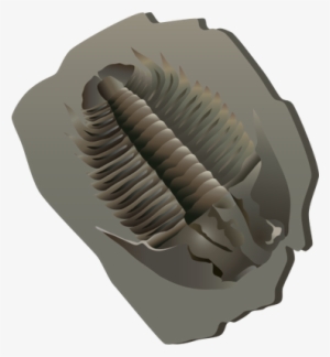 Ian Symbol Fossil Trilobite - Fossil Trilobite #2639433