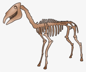 United States Clip Art By Phillip Martin - Fossils Phillip Martin #2639536