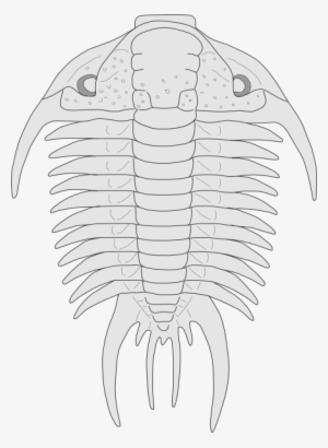 Fossil Of The Asaphus Species Svg Clip Arts 438 X 600 - Free ...