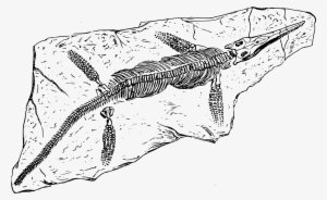 Big Image - Fossil Black And White #2639676