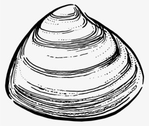 Storm Clam - Clam Black And White #2639677