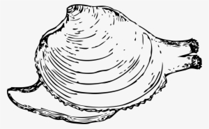 Hard Clam Oyster Coloring Book Mussel - Quahog Clipart #2639695