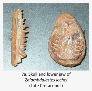 Evolution Of The Therians Evolution The Fossil Facts - Zalambdalestes #2639721