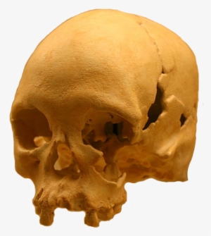 National Museum Of Brazil Skull #2639806 National Museum Of Brazil Skull #2639806