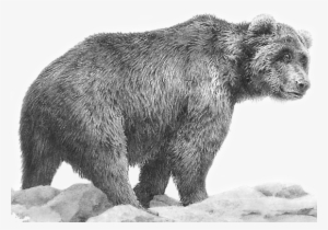 Grizzly Bear #2645117