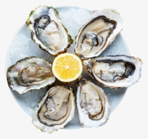 Oysters Png - Huitres En Anglais #2645625
