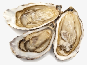 Shellfish Png #2645764