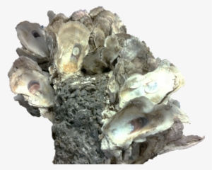 Presenting The Oyster Scaffold - Shell #2645834