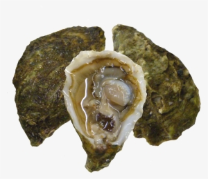 Kumiai Oysters #2645839