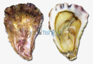 Sydney Rock Oyster - Oyster Saccostrea #2645859