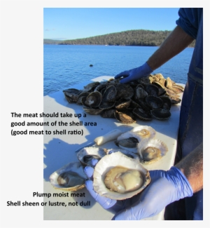 Closed Live Oysters Have A Longer Shelf-life - Mussel #2645943