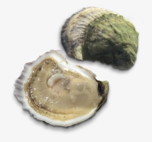 Retail From The Shop - Oysters Transparent Background #2646085