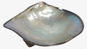 Pearl Oyster Shell Dish With Sterling Japanese From - Pearl Oyster Shells #2646223