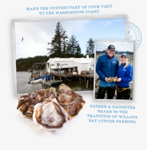 Goose Point Oysters, Facility, Family Owned - Tiostrea Chilensis #2646377