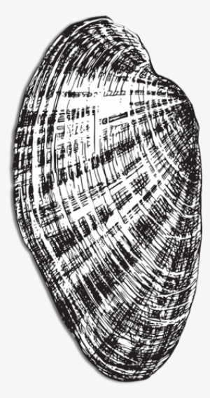 Aquaculture Of Clams And Oysters Is An Ecologically - Illustration #2646611